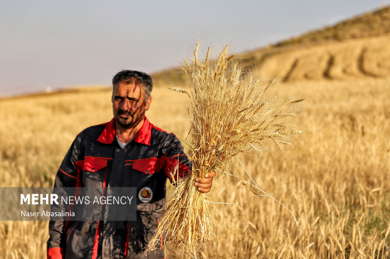 خرید تضمینی گندم و پرداخت مطالبات کشاورزان؛ تا ۱۱ مرداد ۱۴۰۵ خرید از ۷٫۵ میلیون تن گذشت.