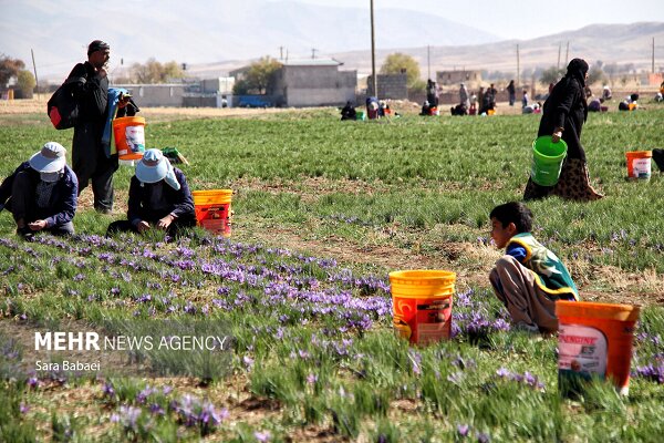 برداشت زعفران در ایران؛ تصویر آرشیوی