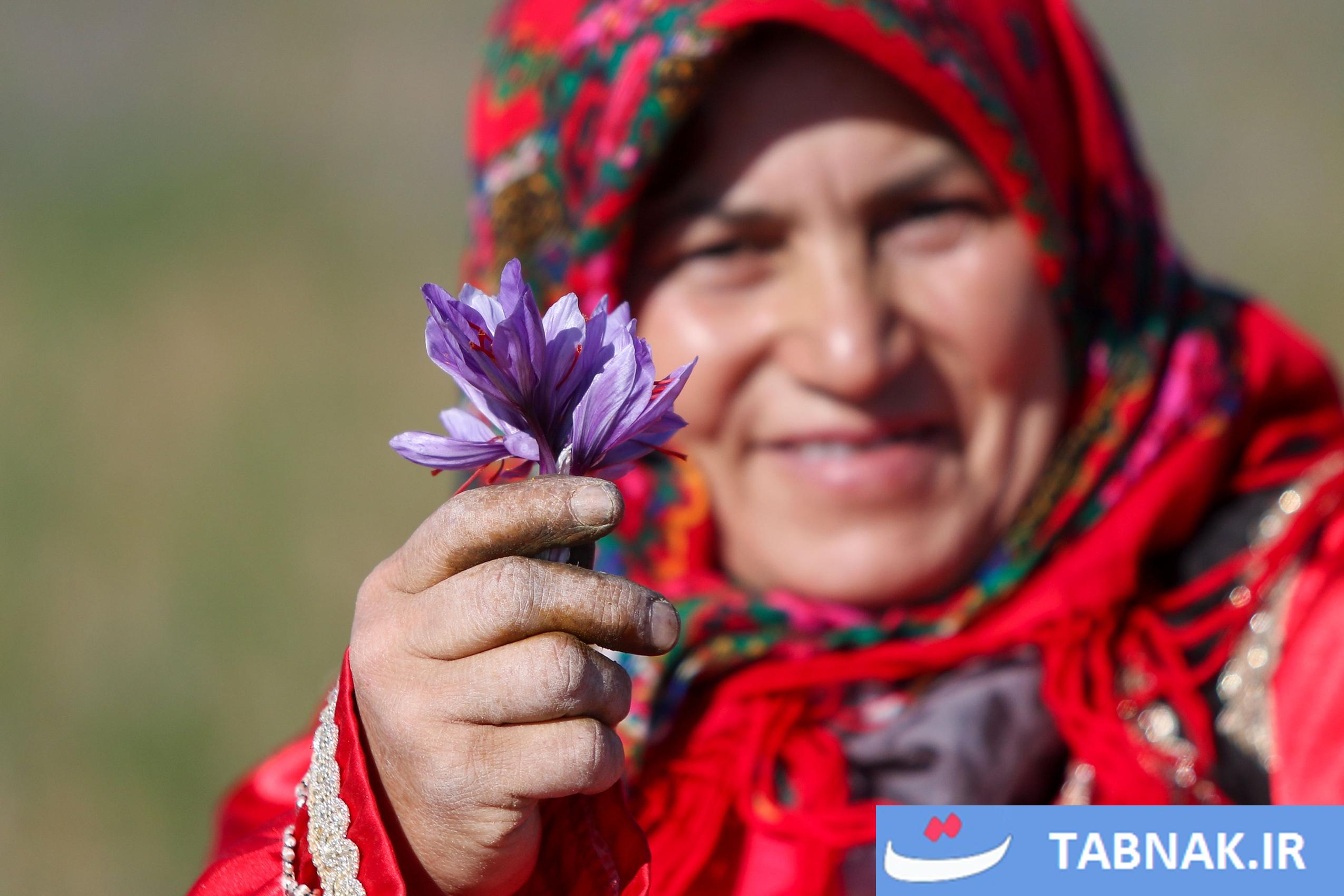 برداشت زعفران در تربت حیدریه، خراسان رضوی؛ قلب تولید زعفران ایران با حدود ۸۵ هزار هکتار سطح زیر کشت.